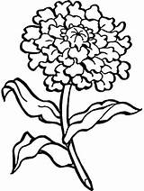 Marigold Carnation Coloring Flower Pages Drawing Flowers Printable Color Clipart Buttercup Colouring Kids Print Getdrawings Clip Step Popular Clipartmag Blooming sketch template