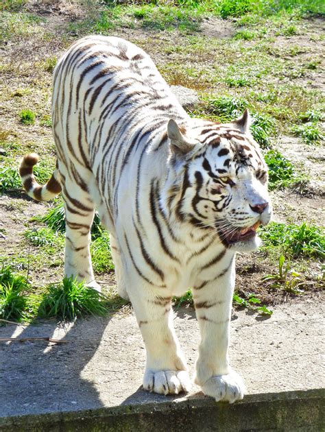 white bengal tiger tigre de bengala blanco panthera tigris tigris
