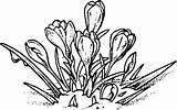 Crocus Coloring Fleur Kwiaty Plantes Branduse Wiosenne Colorat Cultivars Kolorowanki Dzieci Planse Designlooter Coloriages sketch template