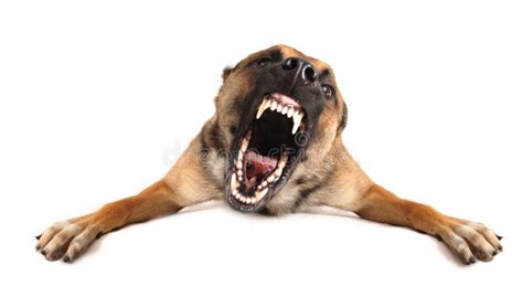 bad dog stock photo image  barking aggressive mouth