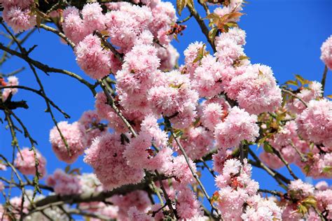 immagini belle albero ramo fiorire cielo petalo fioritura primavera rosa flora fiore