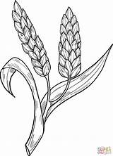 Wheat Coloring Pages Printable sketch template