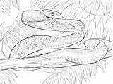 Anaconda Colorare Serpente Disegni Snakes Ausmalbilder Serpenti Verde Serpent Rattlesnake Diamondback Schlangen Python Bambini Parentune Attacco Supercoloring Nasen Posizione Vite sketch template