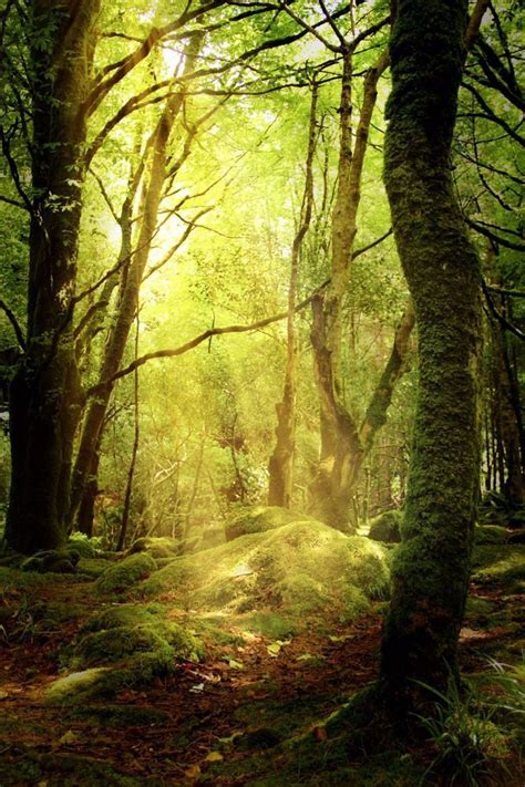 wald lichtung herbst moos waldboden   forest scenery