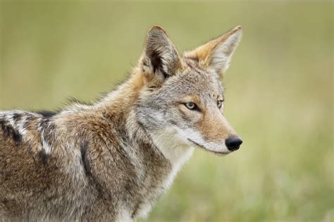 eastern coyotes     wolves earthcom