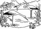 Coloring Ecosystem Frogs Stork Storks Bociany Lago Druku Hunting Kolorowanka Cegonhas Kolorowanki Ptaki sketch template