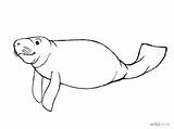 Manatee Draw Manatees Cliparts Clip Outline Coloring Clipart Step Wikihow Sketch Clipartmag Becuo Favorites Add sketch template