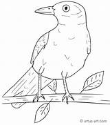 Amsel Artus Malvorlagen Storch Adler Tauben Tiere sketch template