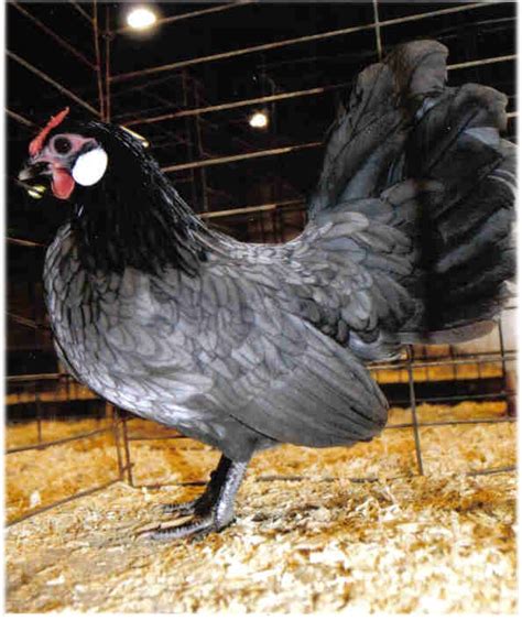 Blue Rosecomb Bantam Chickens For Sale Cackle Hatchery