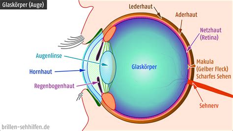 der glaskoerper auge