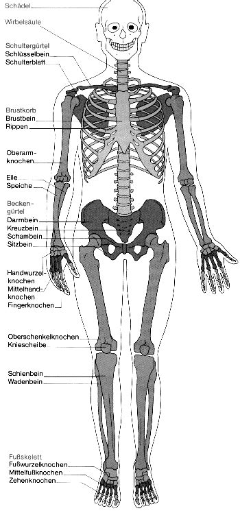 skelett menschlicher koerper anatomie anatomie und