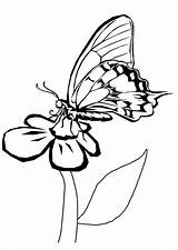 Schmetterling Malvorlage Blume sketch template