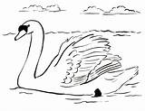 Swan Coloring Pages Drawing Colouring Printable Color Swans Kids Drawings Animals Dot Samanthasbell Getdrawings Reference sketch template
