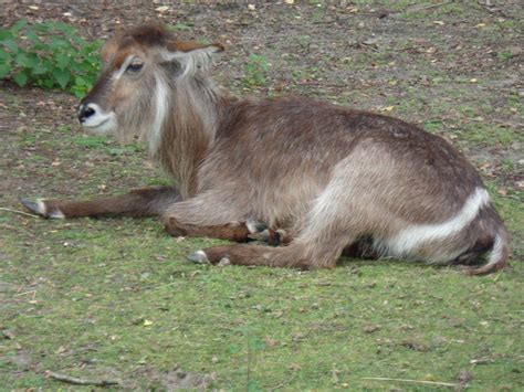safari park beekse bergen geplaatst door ilja bergen goats park animals animales animaux