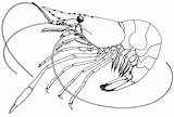 Shrimp Drawing Phillip Port Bay Getdrawings Handed Taxonomy Red Toolkit sketch template