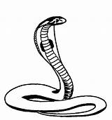 Cobra Snake Drawing King Coloring Pages Drawings Head Easy Kids Clipartmag Color Designlooter Kidsplaycolor Paintingvalley Choose Board 643px 74kb sketch template