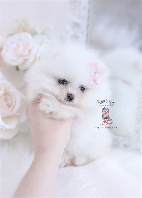 Pomeranians For Sale Miami Teacup Puppies And Boutique