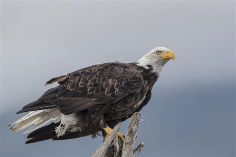 bald eagle attacks  state drone drops   lake michigan hamodiacom