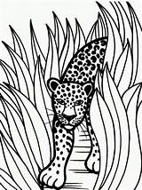 Jaguar Coloring Pages Rainforest Color Animal Grass Printable Jaguars Animals Drawing Drawings Tall Jacksonville Crafts Car Head Baby Use Kids sketch template