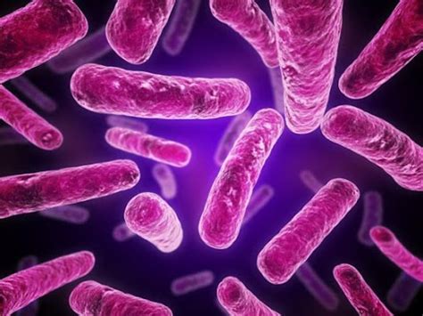 gram positive  gram negative bacterial cell wall