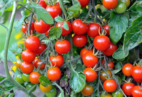 planting cherry tomatoes   grow cherry tomatoes