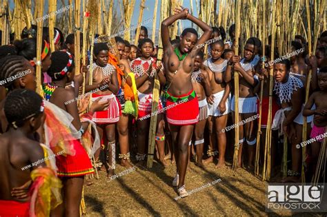 Young Women Dancing In A Circle At The Reed Dance Ludzidzini Swaziland