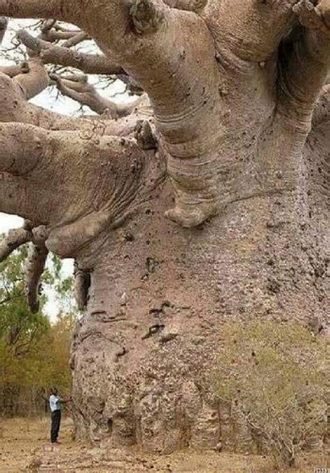 6 000 Year Old Baobab Tree Pics