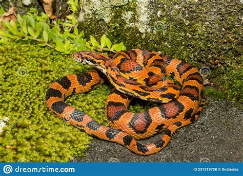 miami corn snake  red rat snake pantherophis guttatus royalty