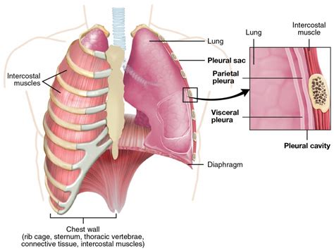 The Lungs Anatomy And Physiology