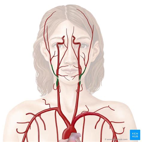 external carotid artery   branches carotid artery internal