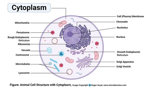 simple animal cell structure