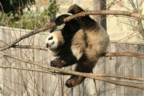 cute baby panda pictures funny  funny mages gallery
