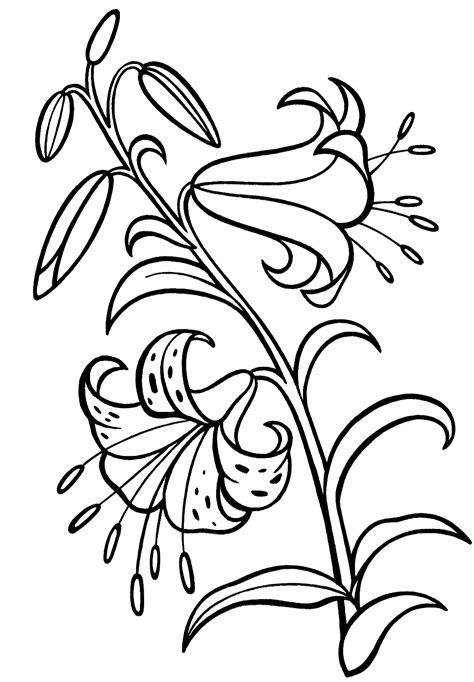 coloring page lily