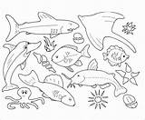 Animals Coloring Pages Ocean Aquatic Coloringbay sketch template