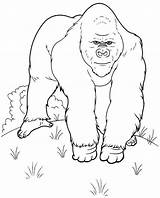 Gorilla Coloring Kids Pages Printable Colouring Animals Comments Library Clipart Line sketch template