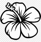 Hibiscus Gumamela Clipartmag Hawaiian Clipground Joba Pngkit 66kb Toppng sketch template