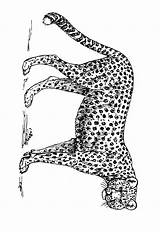 Cheetah Coloring Pages Color Printable Print Animals Cheetahs Animal Back Animalstown sketch template