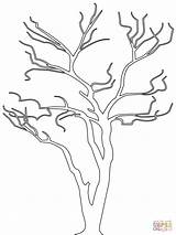 Tree Outline Coloring Bare Drawing Pages Dead Colouring Printable Big Trees Template Leaves Color Sheets Simple Kids Clipart Sheet Pattern sketch template