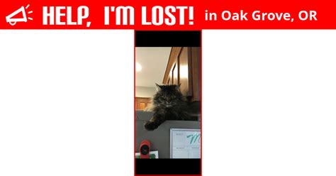 Lost Cat Oak Grove Oregon Princesa