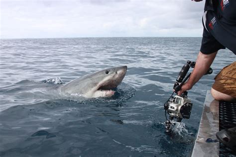 terrifying shark attack caught  close  camera