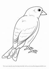 Goldfinch American Draw Drawing Step Birds Tutorials Drawingtutorials101 Previous Next Animals sketch template