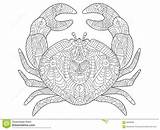 Crab Coloring Adults Book Vector Mandala Adult Sea Animal Dreamstime Zentangle Stress Anti Illustration sketch template