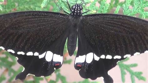beauty  black butterfly p hd youtube