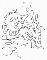 Coloring Rafa Koralowa Kolorowanki Dzieci Bestcoloringpagesforkids Betta Preschool Wydruku sketch template