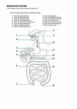 Digestive System Coloring Pages Worksheet Searches Recent sketch template