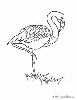 Flamingo Hellokids Flamant Colorier Jedessine Aves Top30 Getdrawings Malvorlagen Flamingos sketch template