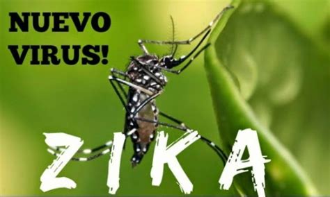 zika virus transmitted by sex reported in texas ya libnan