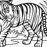 Tiger Coloring Sumatran 300px 67kb sketch template