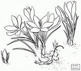 Crocus Flower Drawing Flowers Getdrawings sketch template