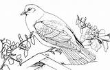Pigeon Duif Colorat Kleurplaten Bestcoloringpagesforkids Planse Porumbel sketch template